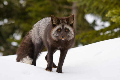 Red Fox on Rainier - Kostenloses image #306083