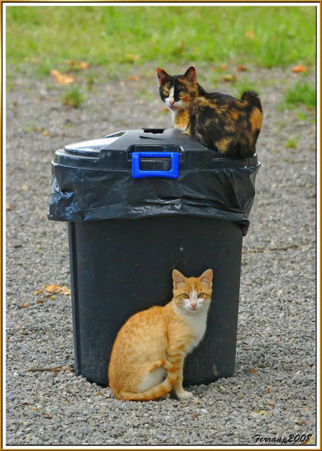mare i fill, gats rodamons 01 - madre e hijo, gatos vagabundos - mom and son, street cats - image gratuit #306113 