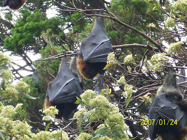 Bats in Sydney Botanical Gardens - image gratuit #306163 
