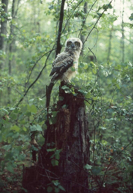 Young Great Horned Owl (1979) - бесплатный image #306183