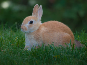 Bunny Rabbit - Free image #306223