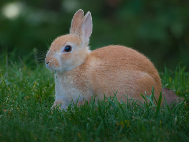 Bunny Rabbit - Kostenloses image #306223