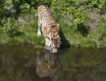 Tiger drinking water - image gratuit #306343 