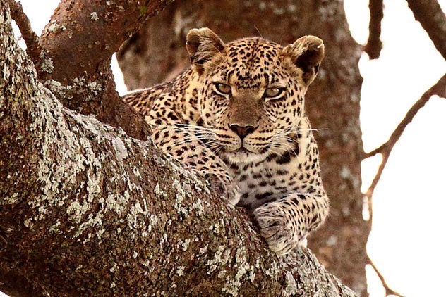 Leopard (Panthera pardus) - бесплатный image #306353