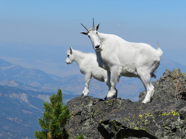 Mountain goats on Sepulcher Mountain - Free image #306553
