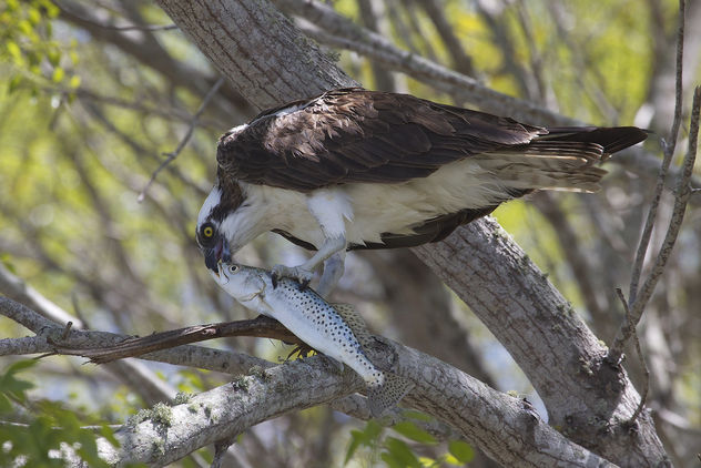 Osprey (Pandion haliaetus) & Spotted Seatrout - бесплатный image #306643