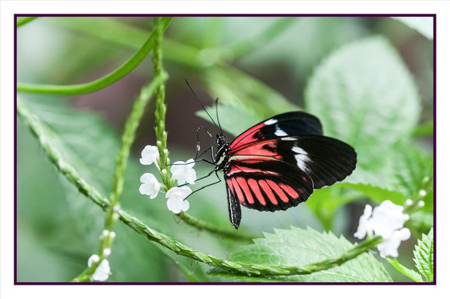Heliconius Melpomene butterfly - бесплатный image #306683