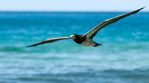 Brown Booby in Flight - Free image #306703