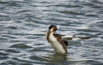 Great Crested Grebe and Perch! - Free image #306773