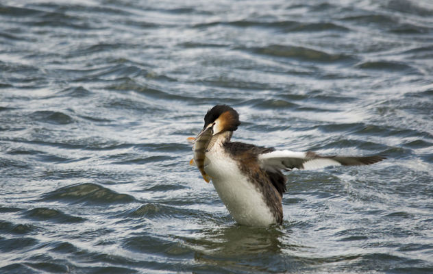 Great Crested Grebe and Perch! - image gratuit #306773 