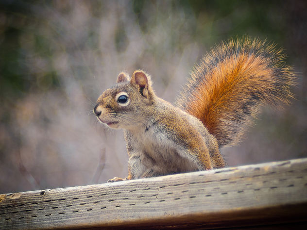 Fire-tail Squirrel - Kostenloses image #306803