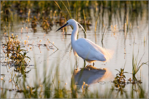 Little Egret fishing in the evening light (Explored) - Free image #306813
