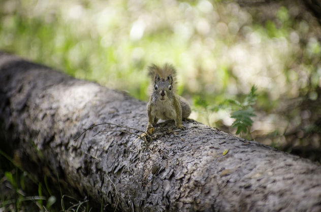 Survivor Squirrel - Kostenloses image #306823