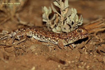 Barking gecko (Ptenopus garrulus) in Goegap Nature Reserve (Namakwaland, South Africa) - бесплатный image #306903