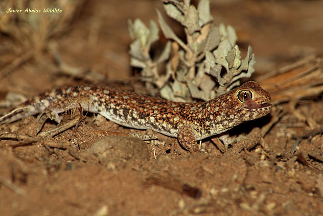 Barking gecko (Ptenopus garrulus) in Goegap Nature Reserve (Namakwaland, South Africa) - image gratuit #306903 
