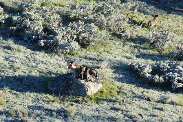 8-Mile Pack wolf pups - Kostenloses image #307003