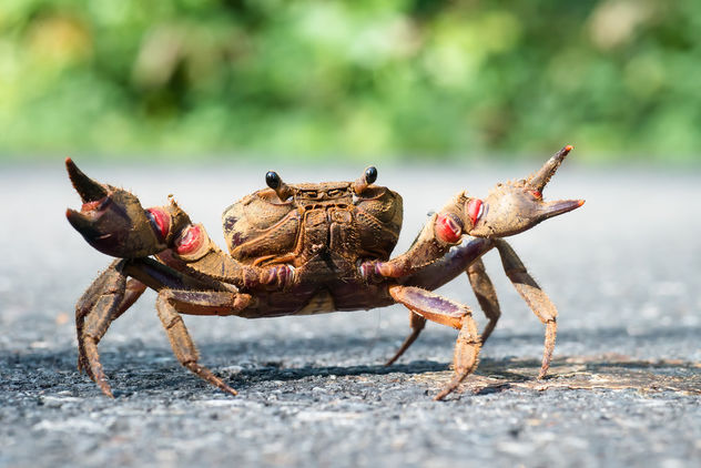 {unidentified} crab - Khao Yai National Park - image gratuit #307063 