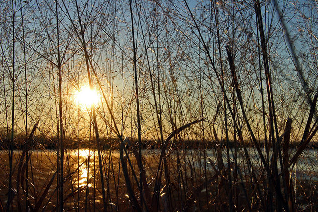 marsh grass in sunlight - Free image #307103