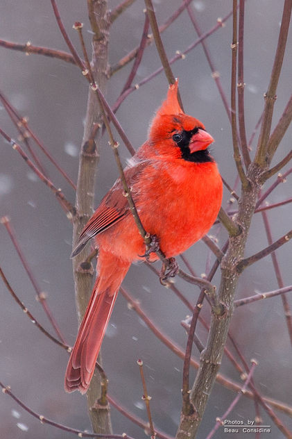 Male Cardinal in snow - Free image #307133