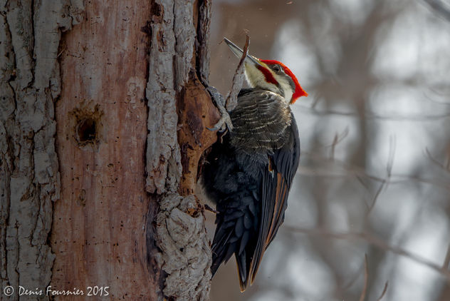 Grand pic - Pileated Woodpecker - Free image #307143