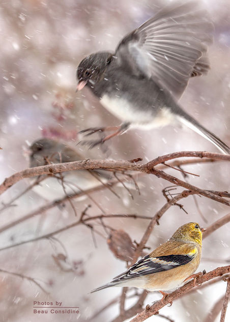 Snowbird Flurries - image gratuit #307153 