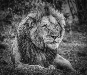 King! Maasai Mara Kenya - бесплатный image #307163