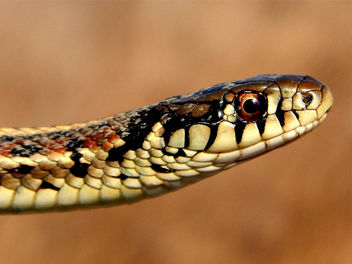 Garter Snake - image #307173 gratis