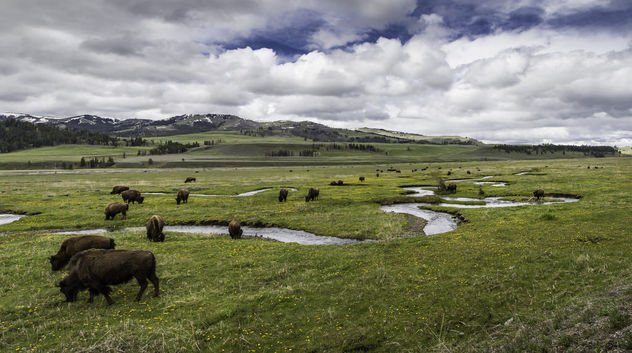 Bison on Rose Creek, Lamar Valley - Free image #307233