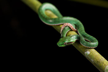 Trimeresurus popeorum, Pope's pit viper (male, juvenile)- Kaeng Krachan National Park - бесплатный image #307253