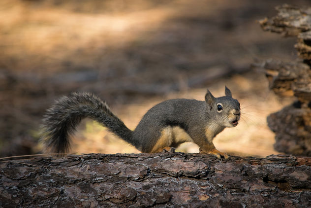 Douglas squirrel - Free image #307403