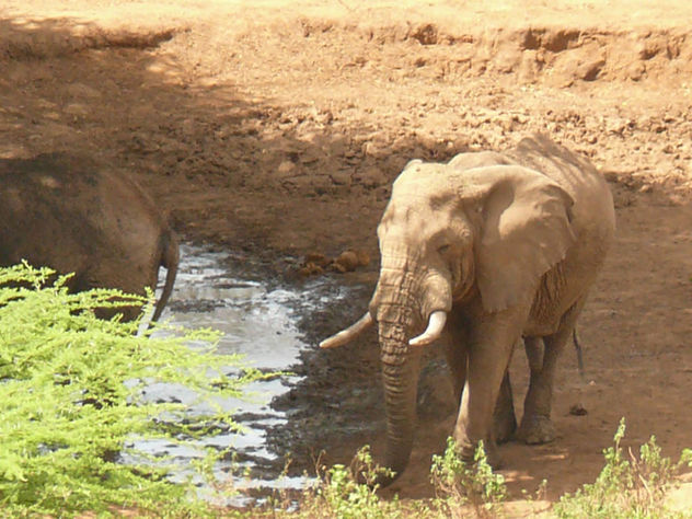 Elephants down to Drink ! - Free image #307473