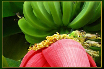 Banana flower - image #309223 gratis