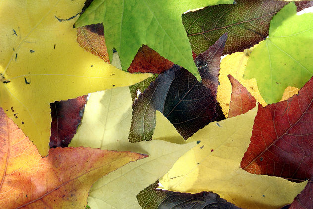Autumn Leaves 3 - image gratuit #312733 