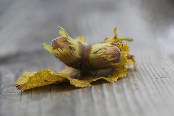 Hazel big nut plant - image gratuit #317423 