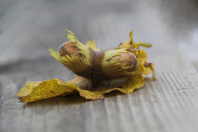 Hazel big nut plant - Free image #317423