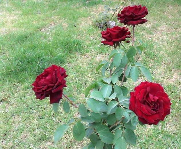 Blood Red Roses - Free image #318753