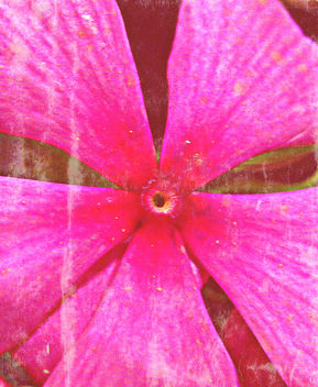 pink flower - image #322833 gratis