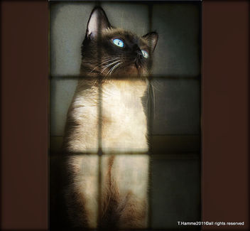 I am siamese , if you please :) - image #323073 gratis
