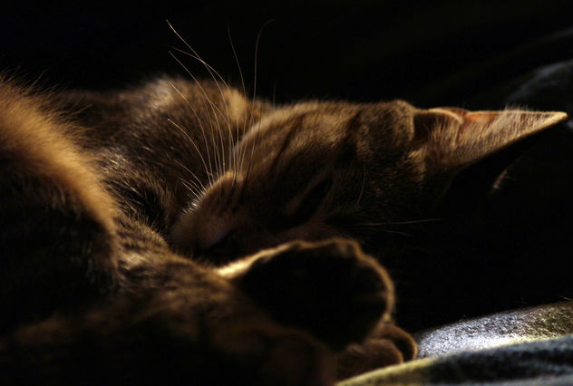 Let sleeping kitties lay... - image gratuit #323663 