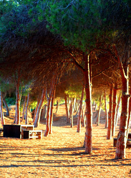 Pine Sunset #dailyshoot #torrevieja - бесплатный image #323813
