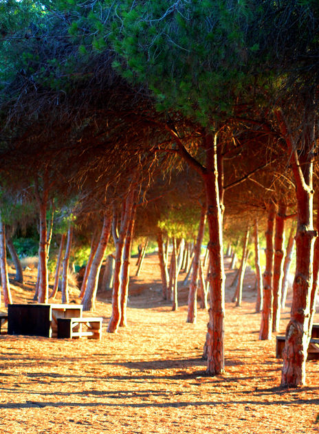 Pine Sunset #dailyshoot #torrevieja - image gratuit #323813 