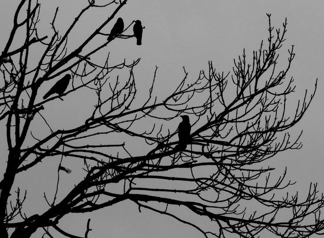 A Murder of Crows # Wales #dailyshoot - Free image #324083