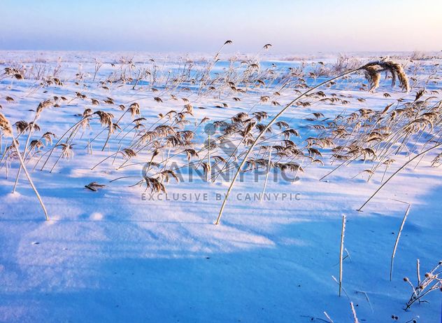 Field covered with snow - Kostenloses image #326503