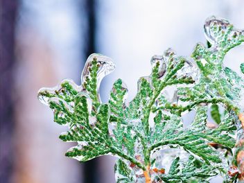 Frozen cypress branch - image #326543 gratis