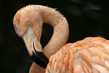 Flamingo Portrait - image #327733 gratis