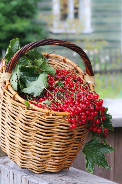 Red currants in a basket - Free image #327893