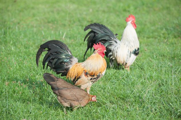 Roosters on grass - image #328073 gratis