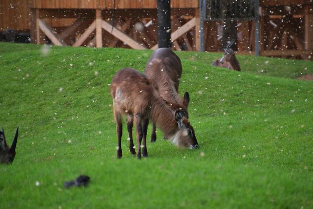 deer grazing on the grass - image #328093 gratis