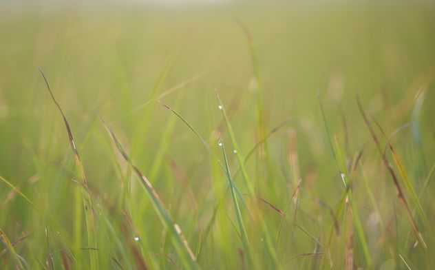 dew on grass - image gratuit #328153 