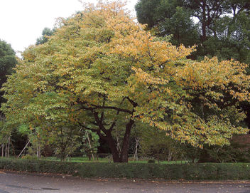 Japan (Tokyo) Autumn at Imperial Palace Garden - бесплатный image #328403